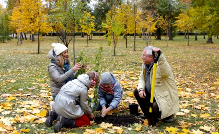 Memory Trees Healing Power