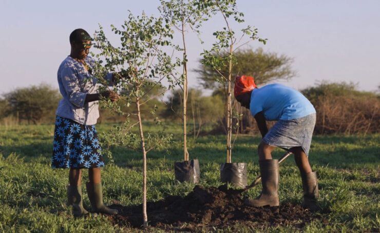 Memory Trees Healing Power